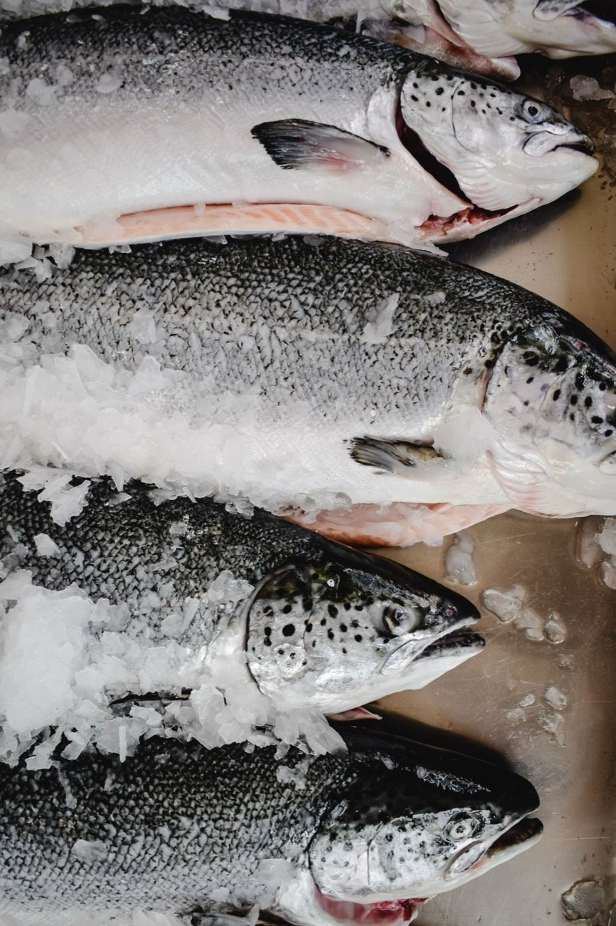 Fresh salmon fillet on ice